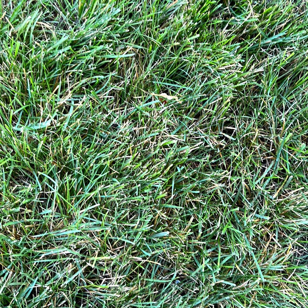 Grass